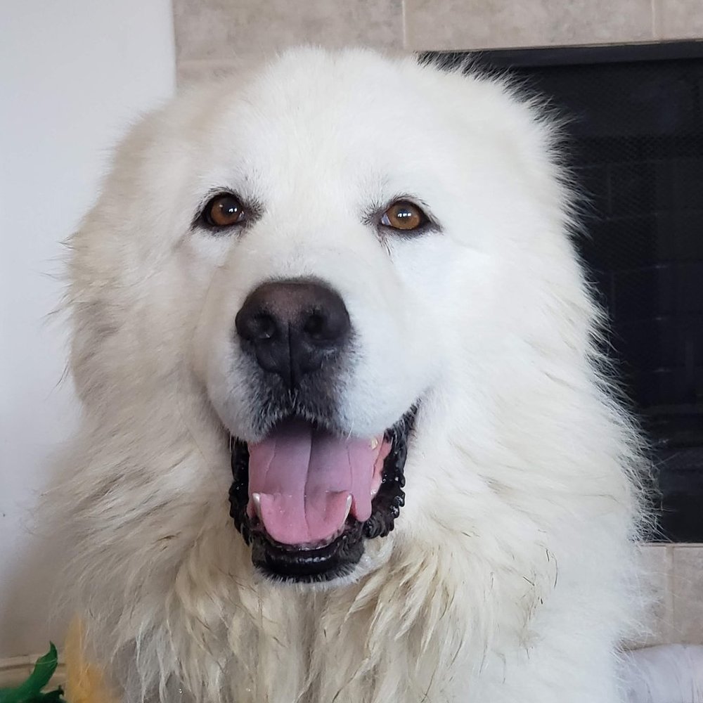Meet your Posher, Einstein